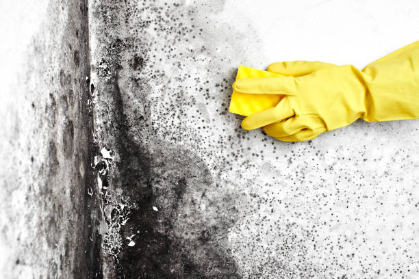 Best Airborne Mold Testing  in Escanaba, MI
